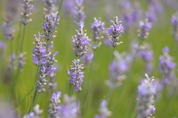 istock Provence Lavender in Bloom with Pollination 1214302480