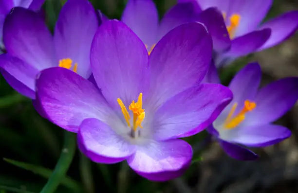 Close-up purple crocus in spring.