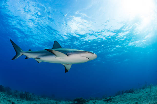 istock Reef shark with sun in the background 1214302556