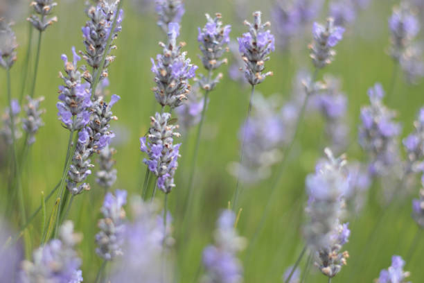 istock Summer Lavender with Bees Pollinating 1214302643