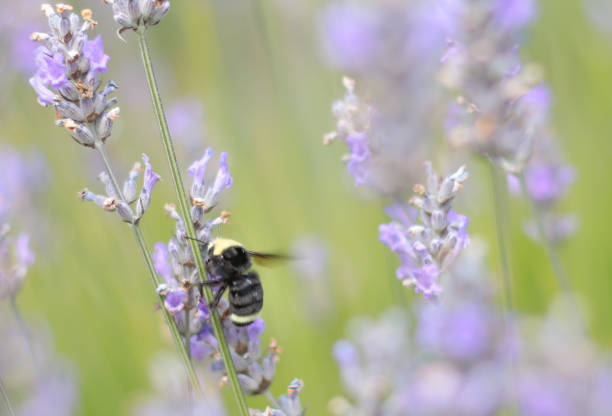 прованс лаванда в цвету с опылением - lavender coloured lavender provence alpes cote dazur field стоковые фото и изображения