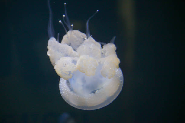 istock Small Jellyfish in Water 1214303409