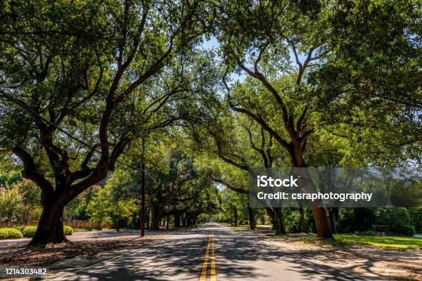 South Boundary Street Aiken Stock Photo - Download Image Now - Tree Canopy, City, Beauty In Nature