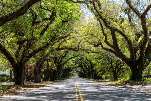 istock South Boundary Street - Aiken 1214303914