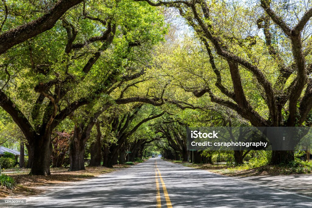 South Boundary Street - Aiken Tree Canopy Stock Photo
