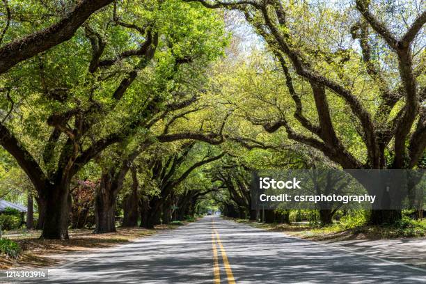 South Boundary Street Aiken Stock Photo - Download Image Now - Tree Canopy, City, Beauty In Nature