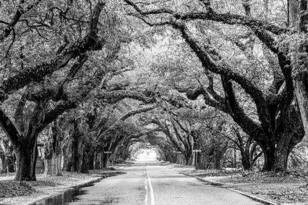 istock South Boundary Street - Aiken 1214303960