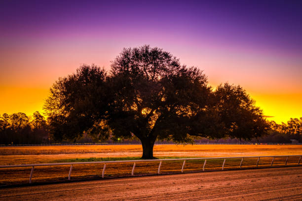 Blue Peters Tree Sunrise - Aiken stock photo
