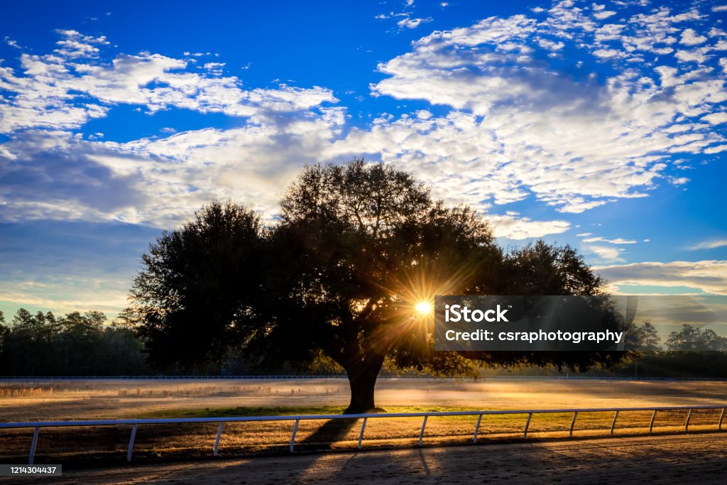 Blue Peters Tree Sunrise - Aiken Beauty In Nature Stock Photo