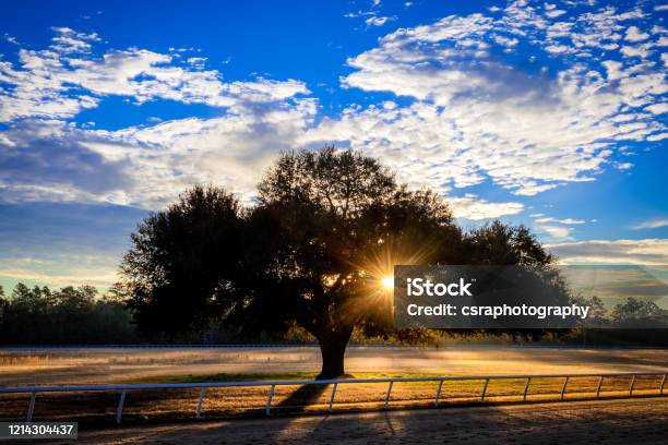 Blue Peters Tree Sunrise Aiken Stock Photo - Download Image Now - Beauty In Nature, Horizontal, Horseracing Track