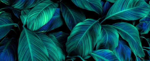 istock green leaves for background and wallpaper 1214306085