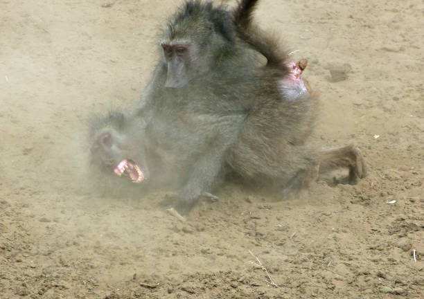 chacma paviane kämpfen - kruger national park monkey baboon africa stock-fotos und bilder