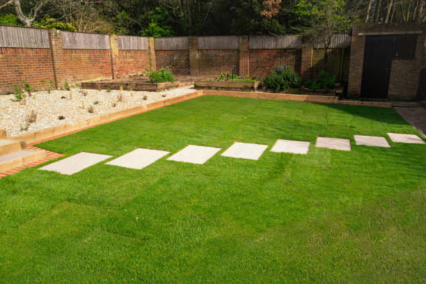 novo gramado instalado em torno de um caminho de trampolim em um jardim ou quintal. - caminho de jardim - fotografias e filmes do acervo