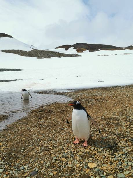 istock Gentoo penguins in Antarctica 1214306950