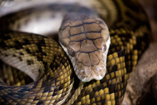 Scrub Python Fotos - Banco de fotos e imágenes de stock - iStock