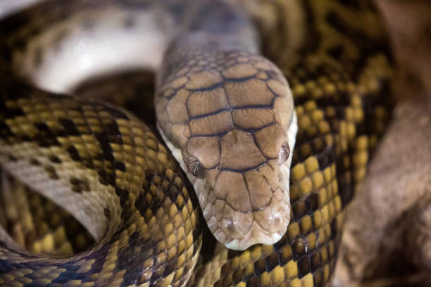 100+ Amethyst Python Stock Photos, Pictures & Royalty-Free Images - iStock