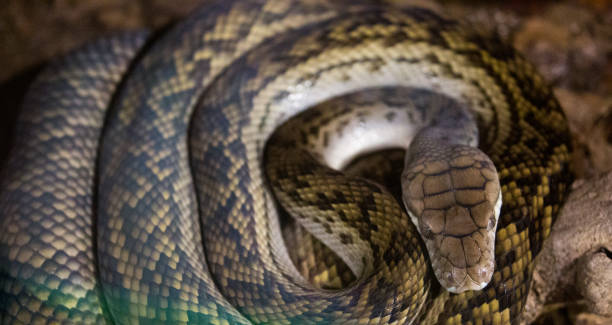 100+ Amethystpython Stock Photos, Pictures & Royalty-Free Images - iStock