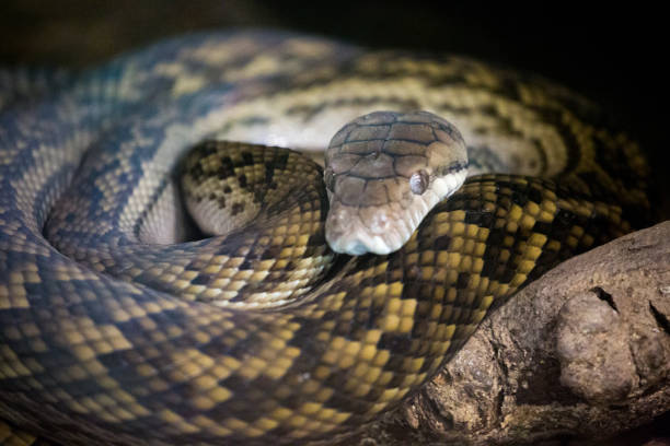 60+ Scrub Python Stok Fotoğrafları, Resimler ve Royalty-Free Görseller ...