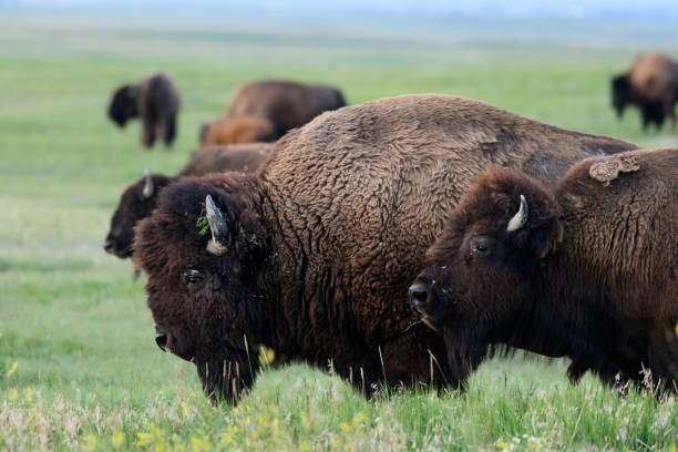 istock Profile of Bison Moving Across Field 1214308445