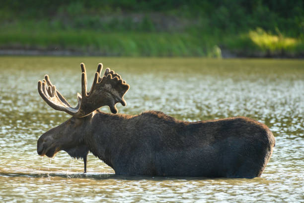 istock Profile of Bull Moose in Lake 1214310193