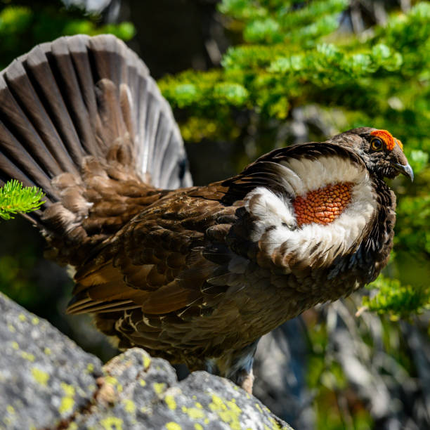istock Puffed up Grouse sitting on rock 1214310390