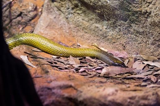 The Inland Taipan (Oxyuranus microlepidotus) is the most venomous snake in the world and is indigenous to Australia.