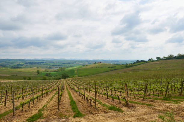 Beautiful landscape with vineyards in Tuscany
