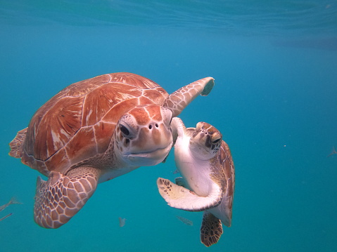Sea turtles playing around in Barbados.
