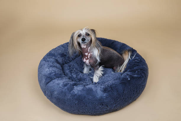 istock Cute decorative pedigreed dog relaxing on bed 1214312266