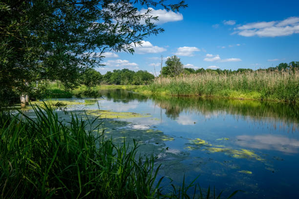 istock Idyllic shoreland at river Spree in 