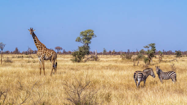 istock Giraffe in Kruger National park, South Africa 1214313503