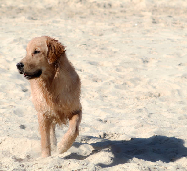 istock Belgian Malinois dogs playing on the beach 1214313776