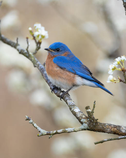 매화 나무의 동부 블루버드 - mountain bluebird bird bluebird blue 뉴스 사진 이미지