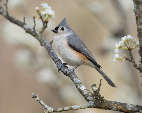 A Tufted Titmouse Perched in a Plum Tree in Pilot Mountain, NC, United States