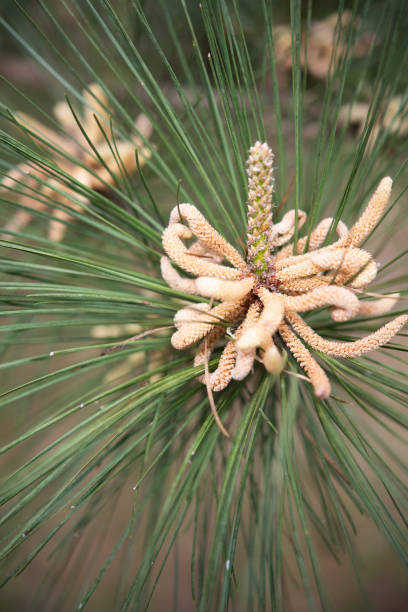 loblolly pine in bloom - pine tree loblolly pine loblolly forest imagens e fotografias de stock