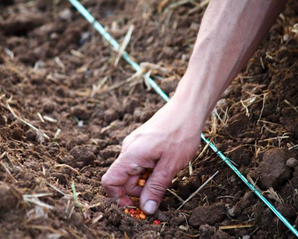 istock photography in the field planting corn 1214315410