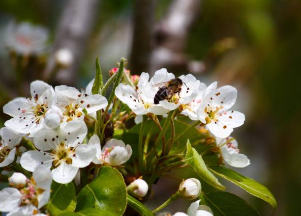 istock photograph of bee perched on pear tree collecting pollen 1214315449
