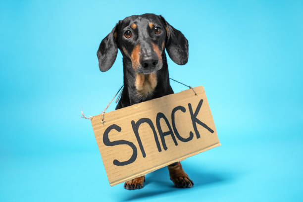 Funny dachshund with cardboard on its neck with word SNACK written with black marker. Cute face expression, studio, blue background, copy space. Funny dachshund with cardboard on its neck with word SNACK written with black marker. Cute face expression, studio, blue background, copy space. begging animal behavior stock pictures, royalty-free photos & images