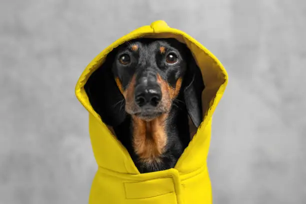 expressive portrait of a dog of a Dachshund breed, black and tan, dressed with a yellow hooded suit on a gray background. Dog clothes