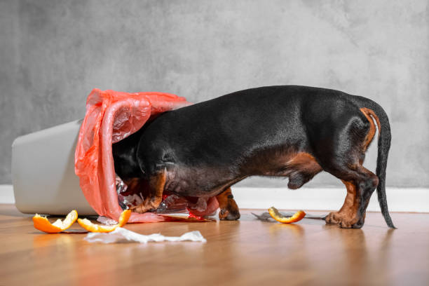 The black and tan dachshund rummaging in a home bin, scattering wastes and food leftovers overwhere. Indoors. stock photo