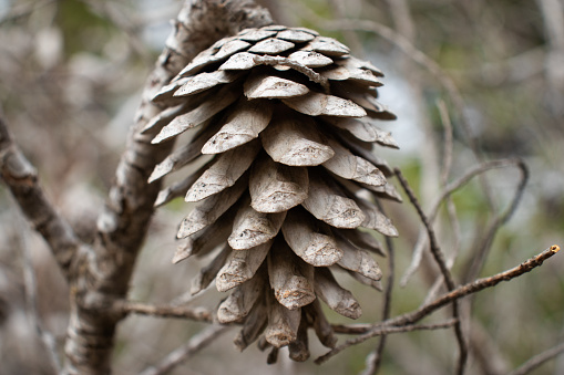 A cone on a tree. close up pinecone