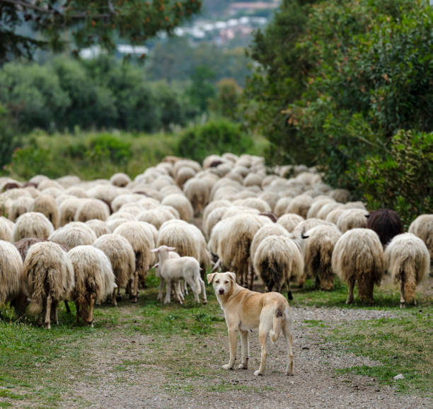 istock Autochthonous sheep with cowbell - Sardinia 1214318587