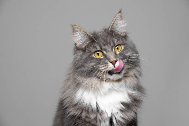 cat portrait cute blue tabby white maine coon cat sticking out tongue licking over lips in front of gray background with copy space cat sticking tongue out stock pictures, royalty-free photos & images