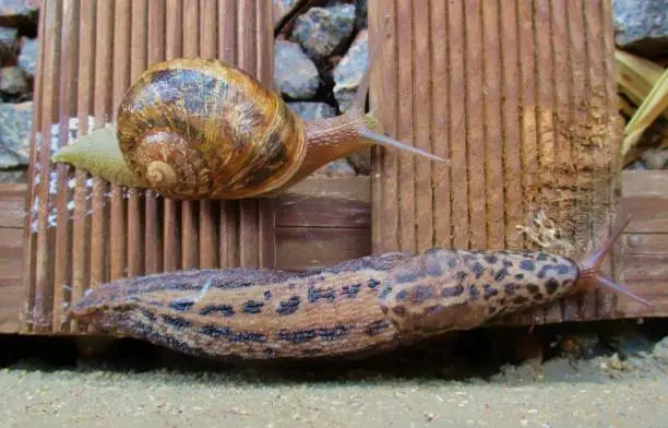 Outdoor plunging shot of a small gray snail (helix aspersa aspersa) and a tiger slug (limax maximus) crawling next to each other on a wooden grating, as if for racing. Saône et Loire, Burgundy, France. Summer 2018.