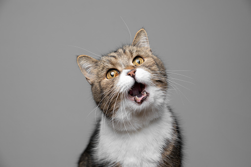 studio portrait of a tabby white british shorthair cat making funny face with open mouth meowing on gray background with copy spacee