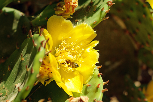 yellow blooming cactus with a bee outside on a Sunny day