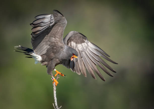 istock A snail kite in Florida 1214321724