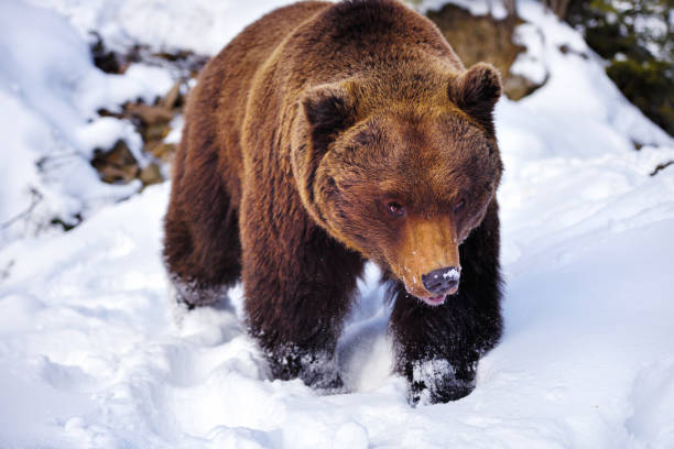 istock Wild brown bear (Ursus arctos) on the snow 1214322397