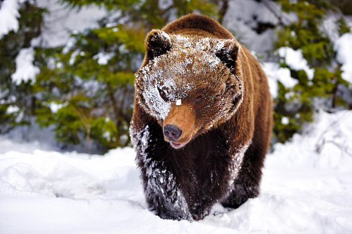 The brown bear in its natural habitat
