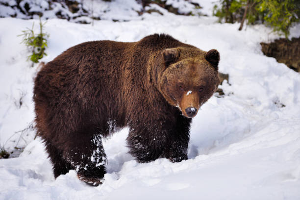 istock Wild brown bear (Ursus arctos) on the snow 1214322456